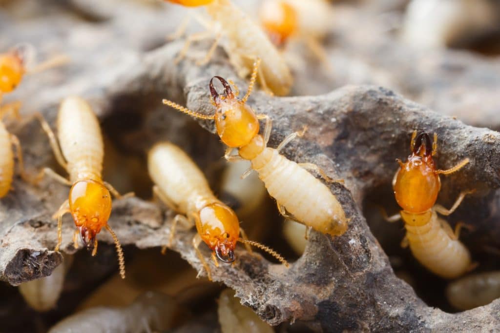 Termite Services - Clifford Pest Control